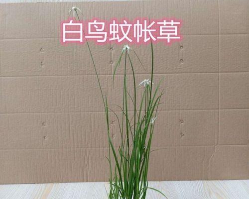 宿根植物的定义是什么？宿根植物有哪些特点？