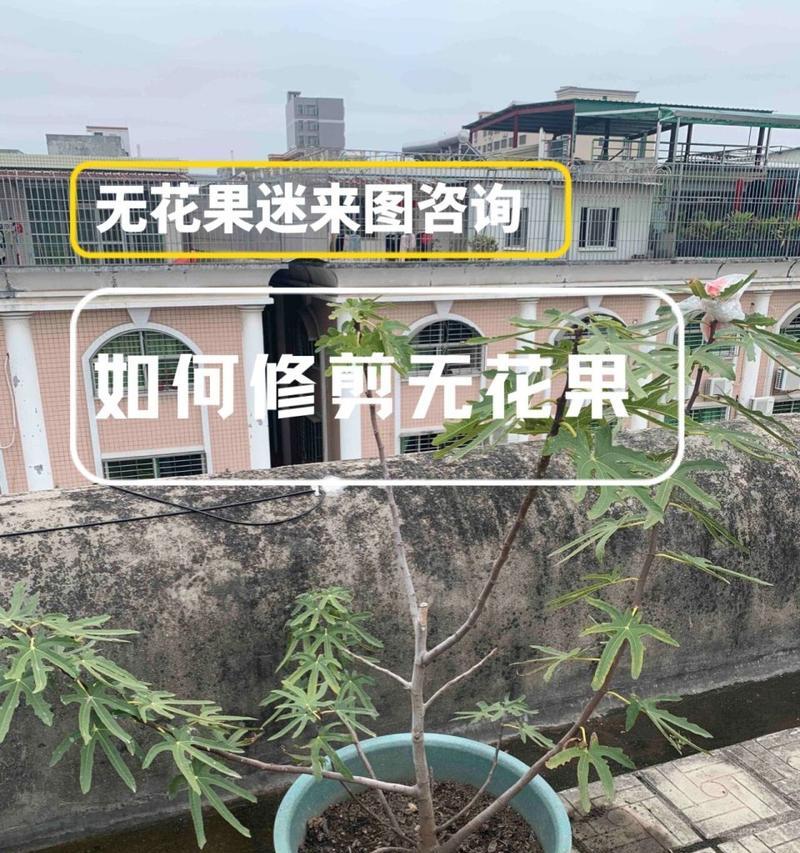 无花果修剪的最佳时机和方法是什么？