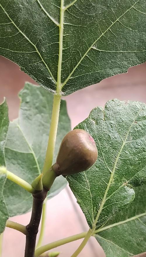 无花果修剪的最佳时机和方法是什么？