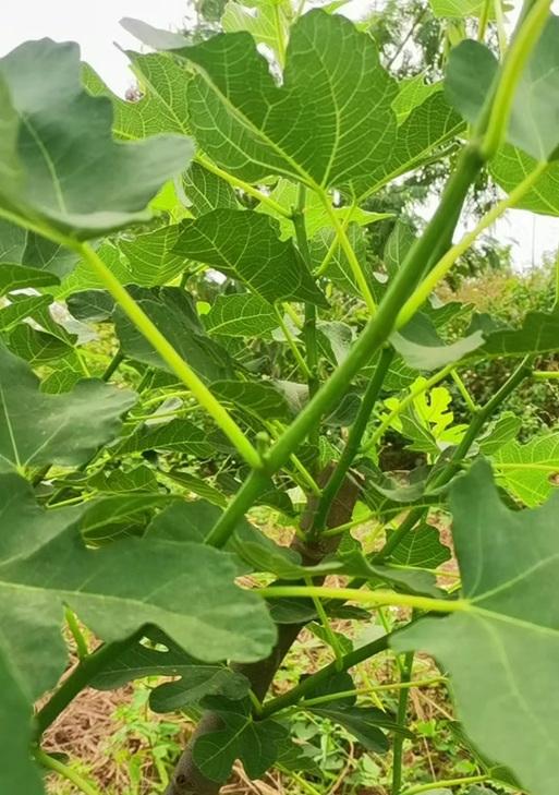无花果修剪的最佳时机和方法是什么？