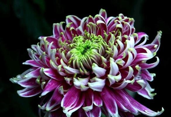 菊花有哪些品种？不同品种菊花的花型和颜色有何不同？