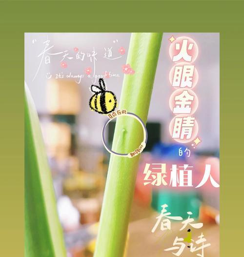 龟背竹应该施什么肥料？如何正确施肥以促进龟背竹生长？