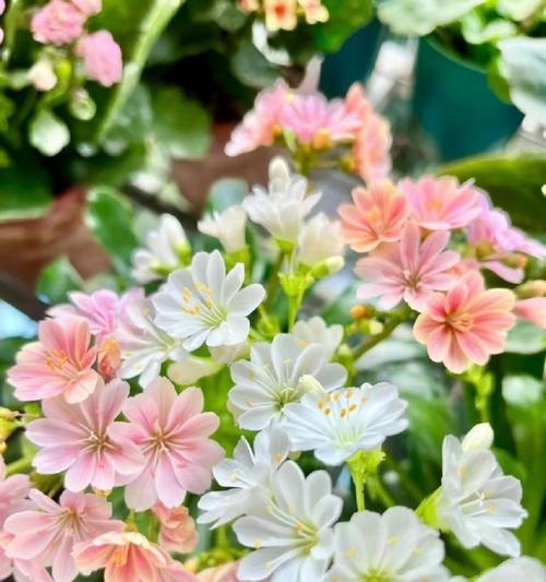 露微花盆栽的正确养护方式是什么？