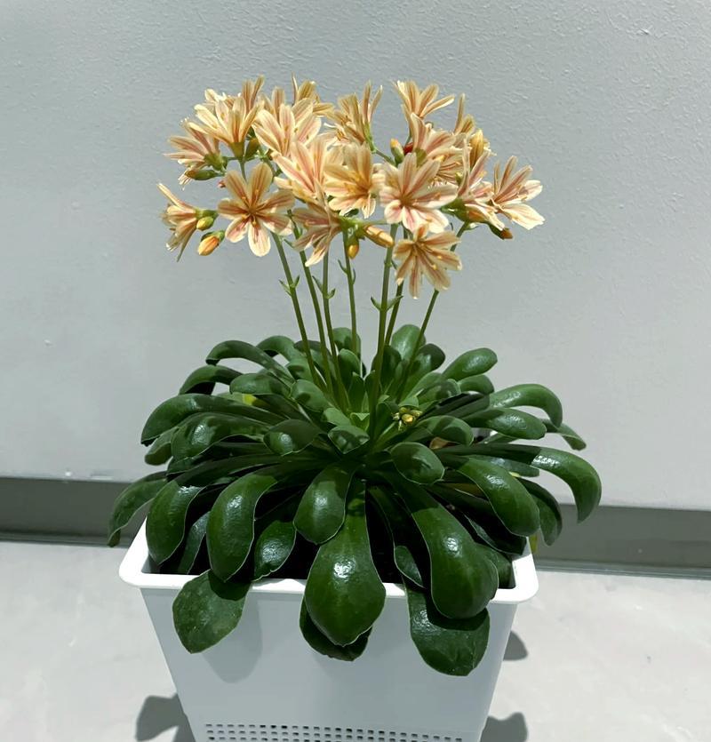 露微花盆栽的正确养护方式是什么？