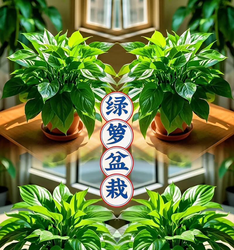 绿箩繁殖技巧有哪些？如何提高绿箩的繁殖效率？