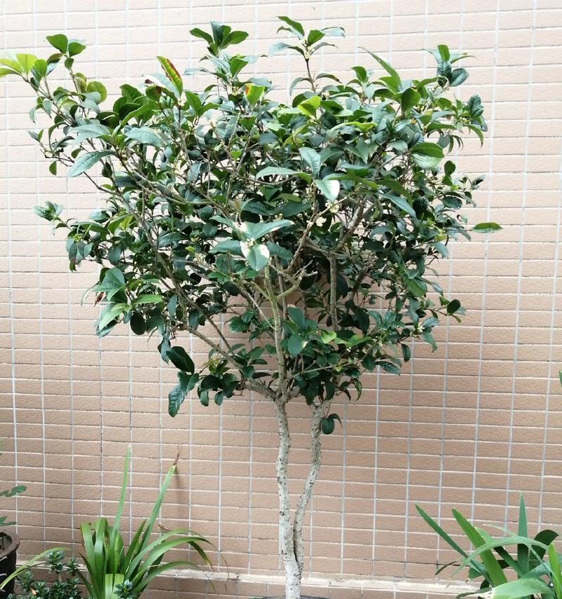 假昙花不开花的原因是什么？