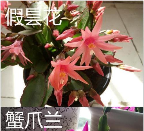 假昙花不开花的原因是什么？