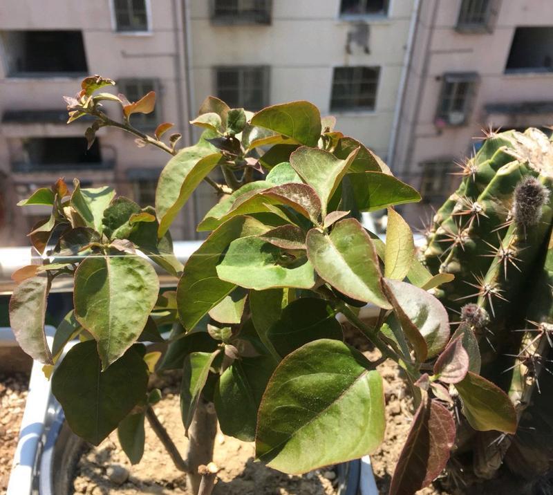 假昙花不开花的原因是什么？