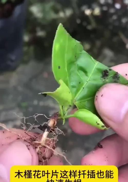 木槿花怎么扦插？扦插繁殖的正确步骤！