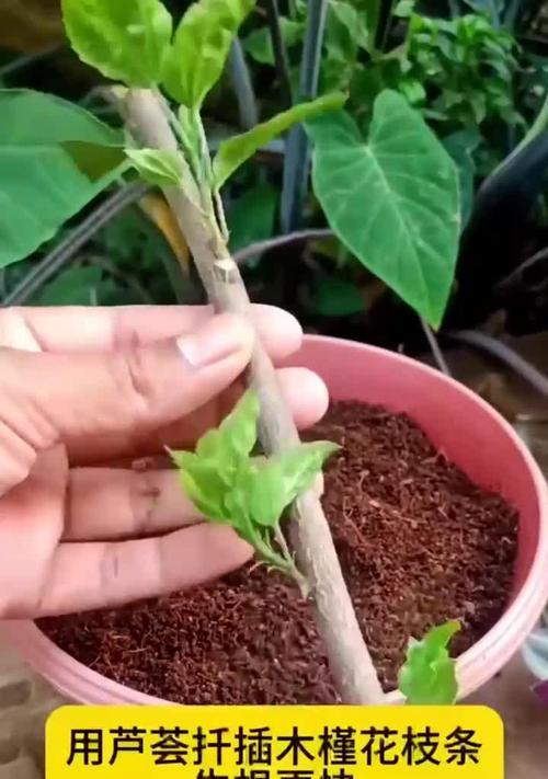 木槿花怎么扦插？扦插繁殖的正确步骤！