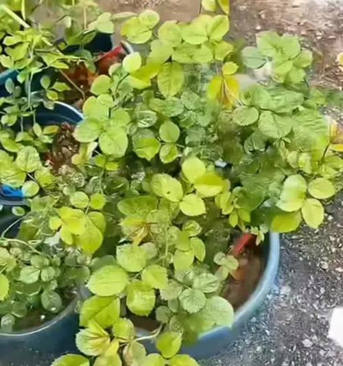 花卉出现飞虫怎么处理？有效驱虫方法有哪些？