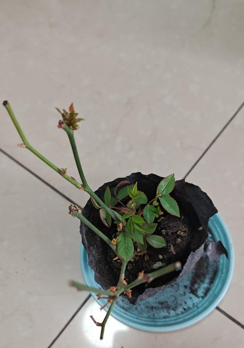 小花月季有哪些品种？如何养护？