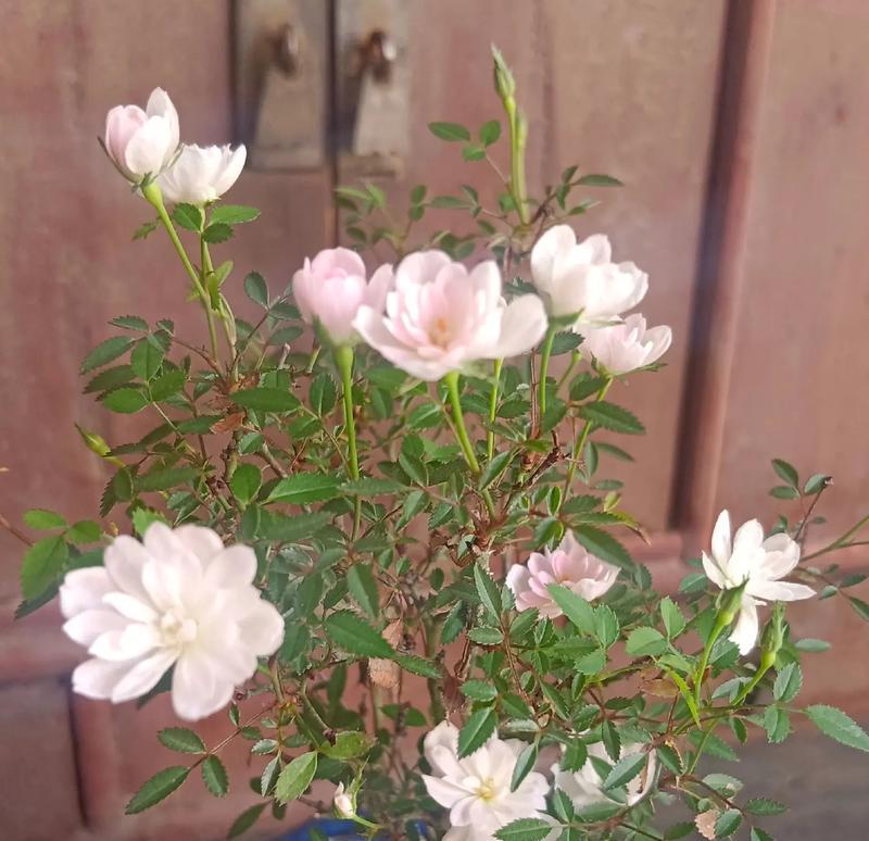 小花月季有哪些品种？如何养护？