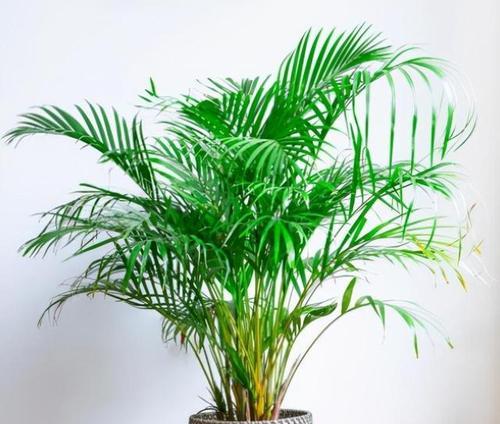 夏季室内适合种植哪些花卉？