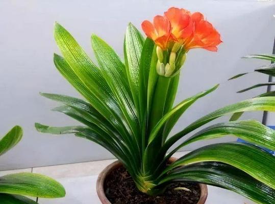 夏季室内适合种植哪些花卉？