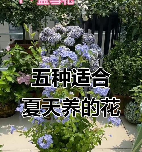 夏季室内适合种植哪些花卉？