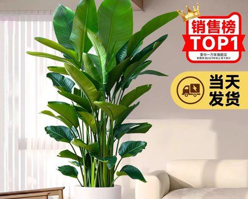 家里盆栽花卉哪些好？如何选择适合家庭的盆栽花卉？