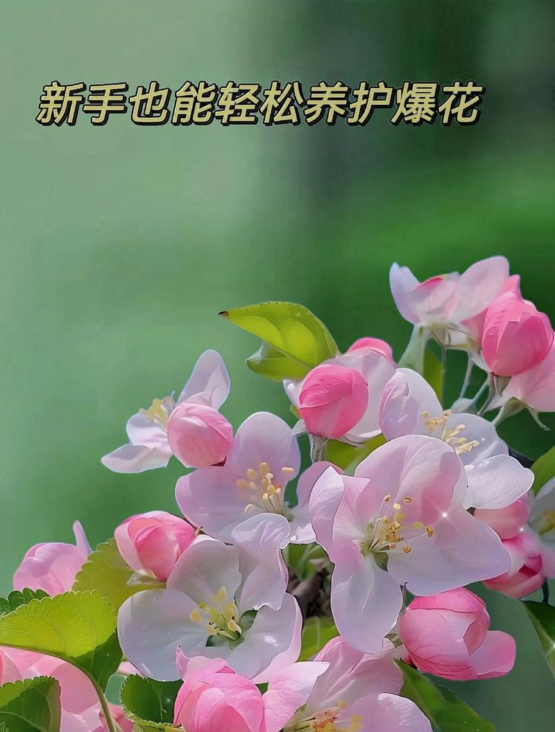 家里盆栽花卉哪些好？如何选择适合家庭的盆栽花卉？