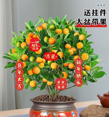 家里盆栽花卉哪些好？如何选择适合家庭的盆栽花卉？