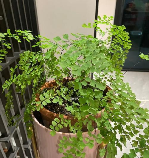 铁线蕨种植需要哪种土壤？