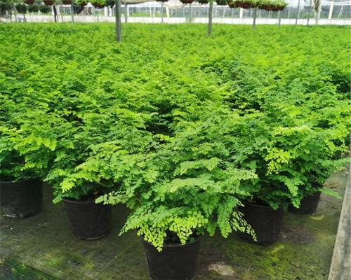 铁线蕨种植需要哪种土壤？