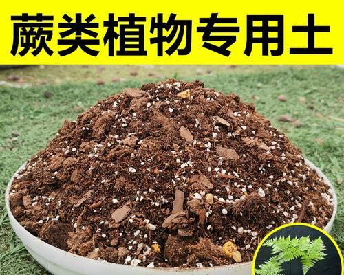 铁线蕨种植需要哪种土壤？