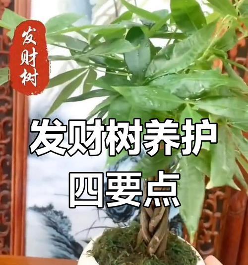 如何挑选健康的发财树？