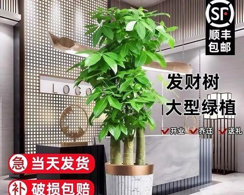 如何挑选健康的发财树？