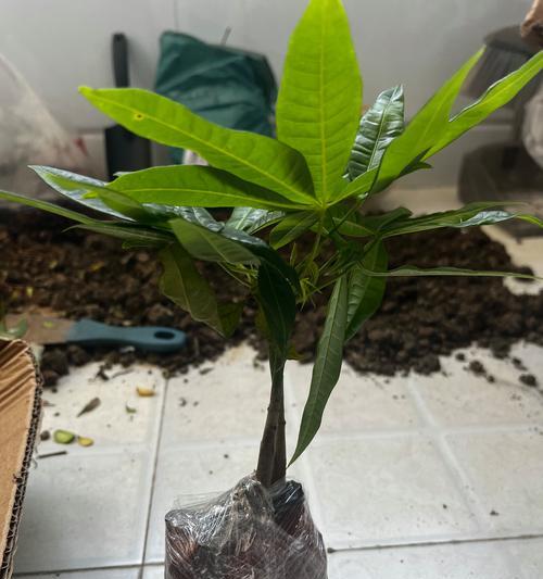 如何挑选健康的发财树？