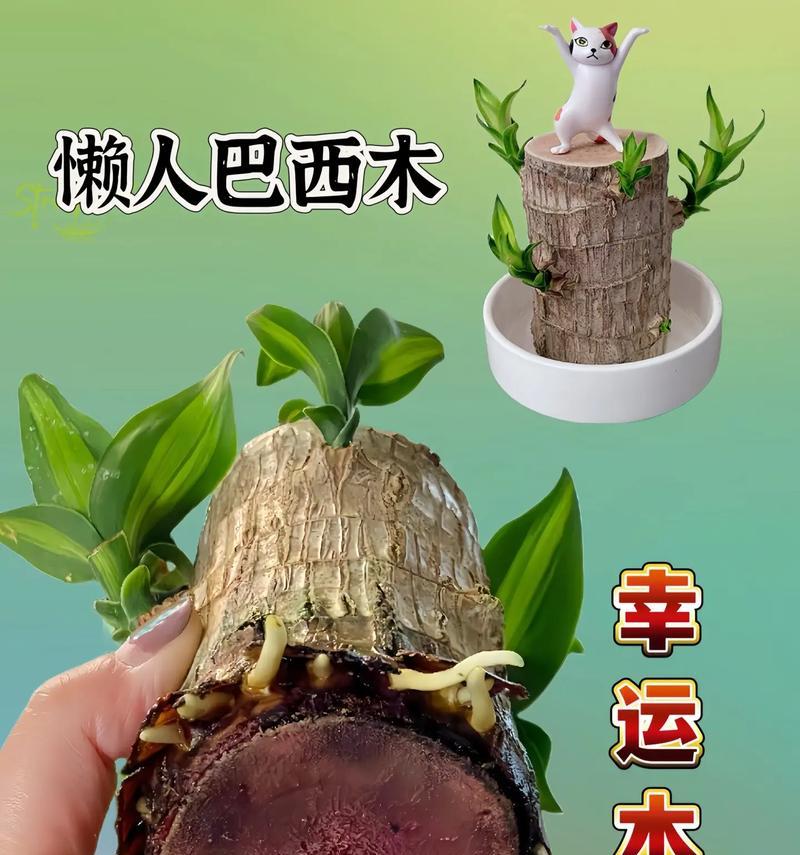 巴西木发芽的条件是什么？如何促进巴西木种子快速发芽？
