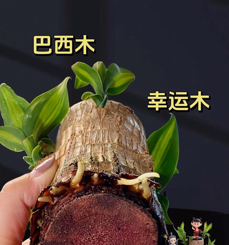 巴西木发芽的条件是什么？如何促进巴西木种子快速发芽？