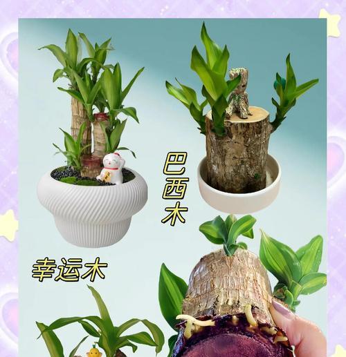巴西木发芽的条件是什么？如何促进巴西木种子快速发芽？