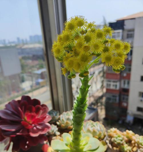 山地玫瑰繁殖的技巧和繁殖后如何护理？