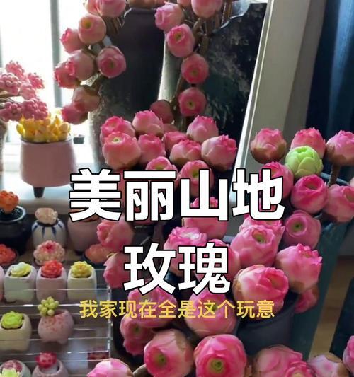 山地玫瑰繁殖的技巧和繁殖后如何护理？