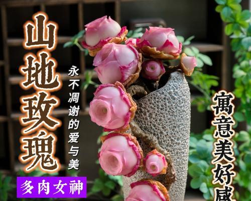 山地玫瑰繁殖的技巧和繁殖后如何护理？