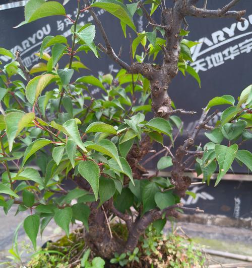盆景梅花有哪些品种？如何培育出美丽的盆景梅花？