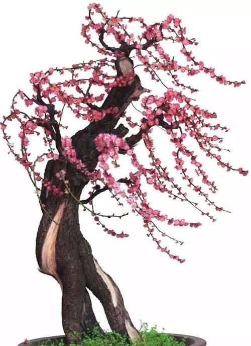 盆景梅花有哪些品种？如何培育出美丽的盆景梅花？