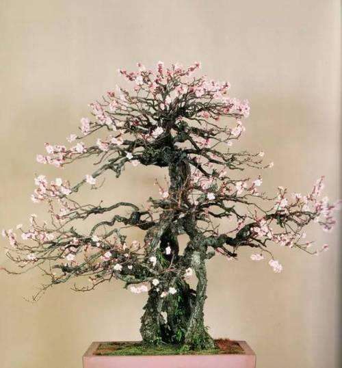 盆景梅花有哪些品种？如何培育出美丽的盆景梅花？