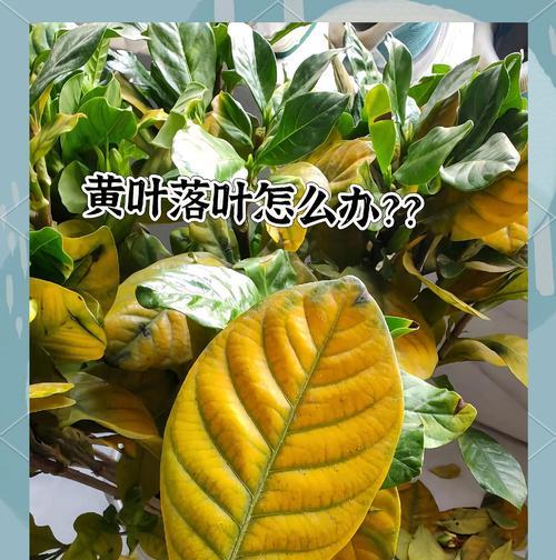 栀子花叶子干了怎么办？栀子花叶子干燥的处理方法有哪些？