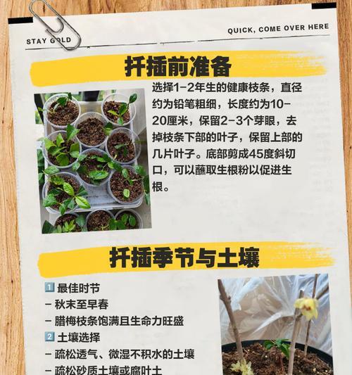 扦插成活率低怎么办？有效提高方法是什么？
