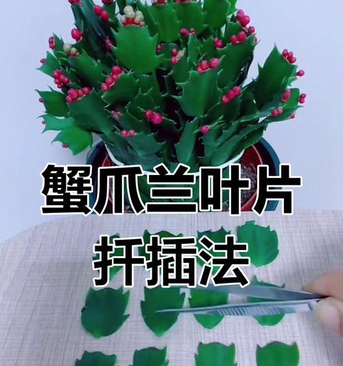 扦插成活率低怎么办？有效提高方法是什么？