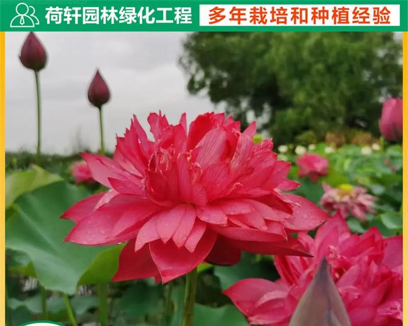 荷花种子的种植方法和注意事项？