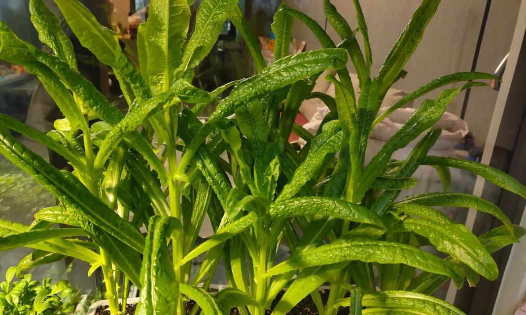 阳台种植油麦菜需要注意什么？