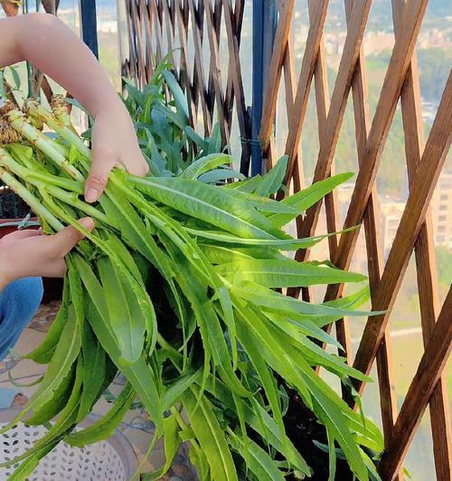 阳台种植油麦菜需要注意什么？
