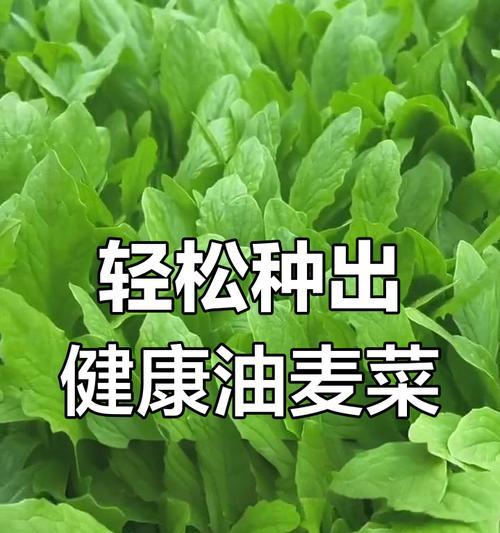 阳台种植油麦菜需要注意什么？