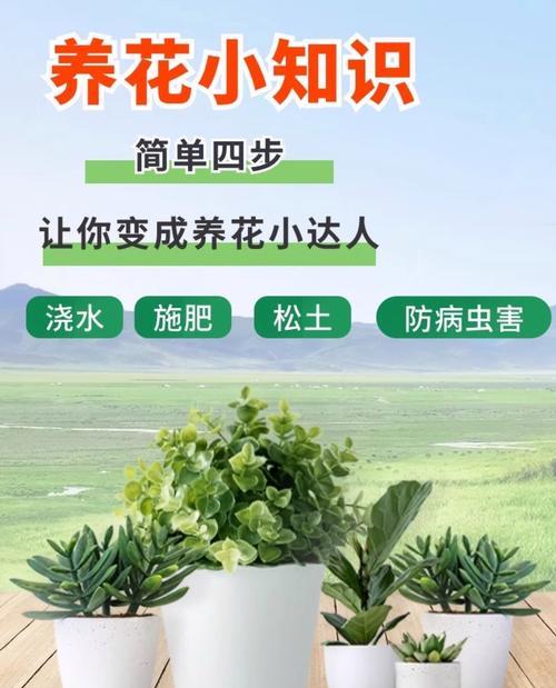 养花土壤的选择和改良方法是什么？