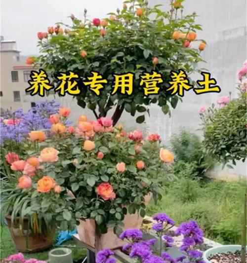 养花土壤的选择和改良方法是什么？