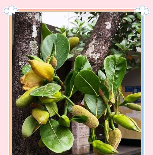 植物菠萝蜜的外观特征是什么？