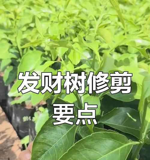 发财树嫁接的方法和技巧是什么？