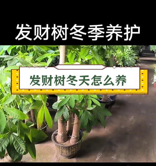 发财树嫁接的方法和技巧是什么？